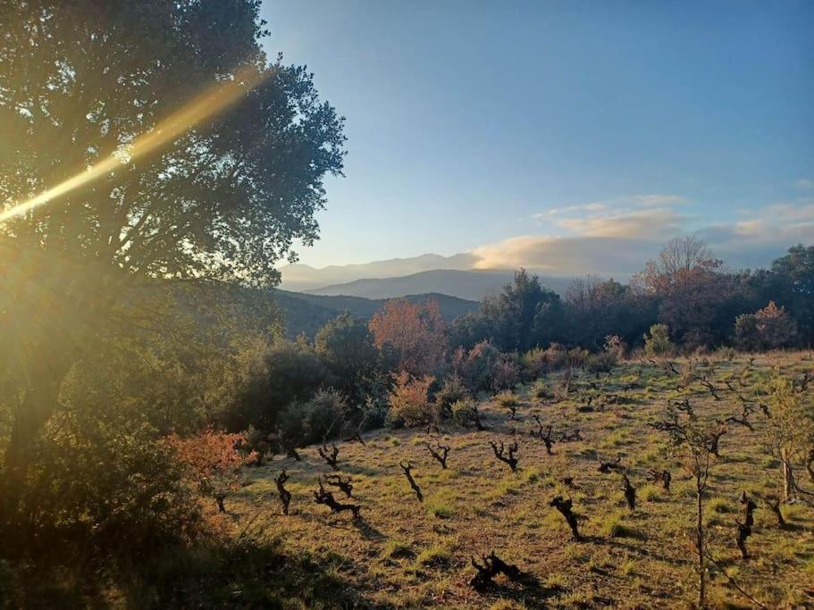 Un Petit Oasis En Plein Centre De Ceret. Villa Exterior foto